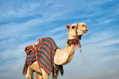 camel main 0 - تور دبی